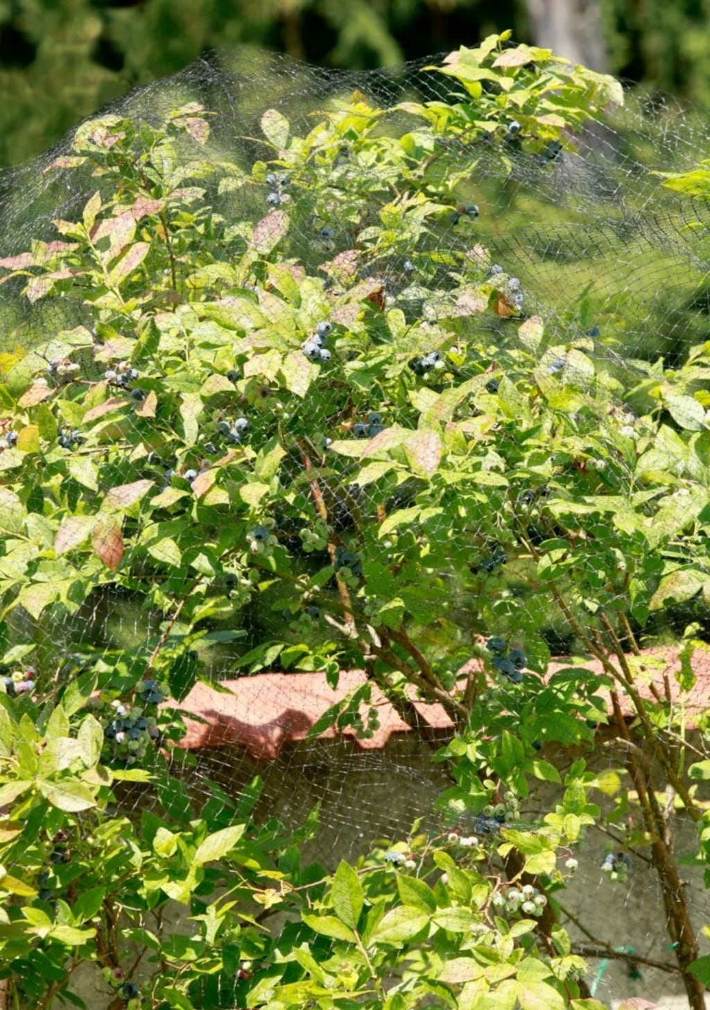 Windhager Vogelschutz-Netz ORTONET