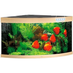Juwel Trigon 350 LED Aquarium - helles Holz
