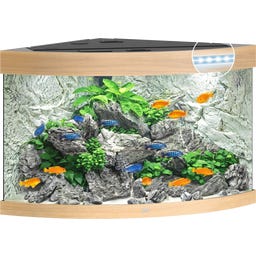 Juwel Trigon 190 LED Aquarium - helles Holz