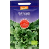 Endiviensalat "Grüner Holländer"