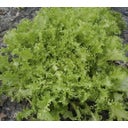 De Bolster Frisée-Salat 