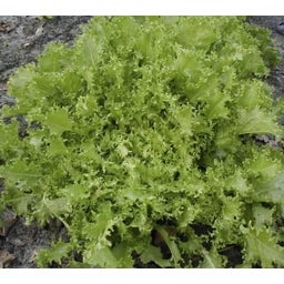 De Bolster Frisée-Salat 