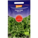 Frisée-Salat 