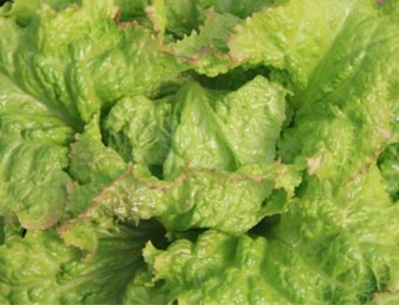 De Bolster Eissalat Grazer 