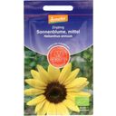 De Bolster Gelbe, mittelhohe Sonnenblume - 2 g