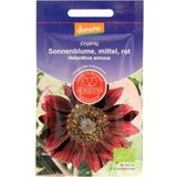 De Bolster Rote, mittelhohe Sonnenblume