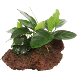 Tropica Anubias barteri var. Nana auf Lavastein