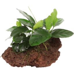 Tropica Anubias barteri var. Nana auf Lavastein - 1 Stk