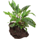 Cryptocoryne beckettii 'Petchii' auf Lavastein