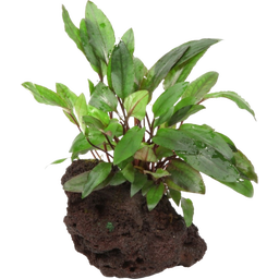 Cryptocoryne beckettii 'Petchii' auf Lavastein - 1 Stk