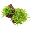 Tropica Pogostemon helferi auf Lavastein - 1 Stk