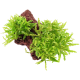 Tropica Pogostemon helferi auf Lavastein