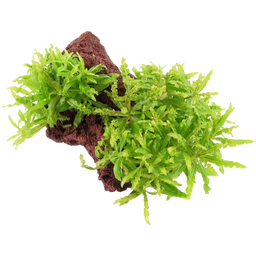 Tropica Pogostemon helferi auf Lavastein - 1 Stk