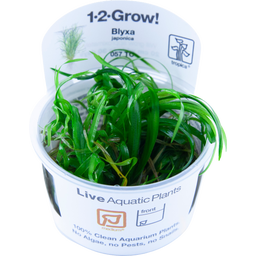 Tropica Blyxa japonica CUP - 1 Stk