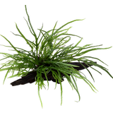 Tropica Microsorum pteropus 'Trident' auf Wurzel