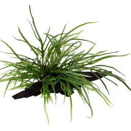 Tropica Microsorum pteropus 'Trident' auf Wurzel - 1 Stk