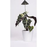 Venso SUNLiTE Pflanzenlampe 7W