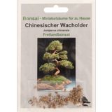 TROPICA Chinesischer Wacholder