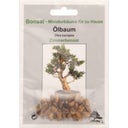 TROPICA Ölbaum - 1 Pkg