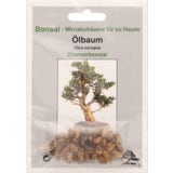 TROPICA Ölbaum