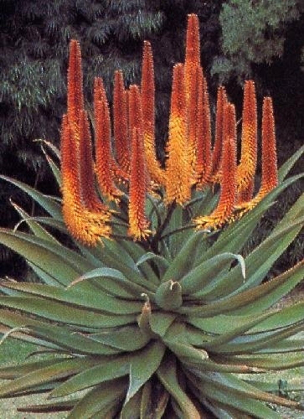TROPICA Feuer-Aloe - 20 Körner