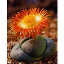 TROPICA Lebender Granit - 1 Pkg