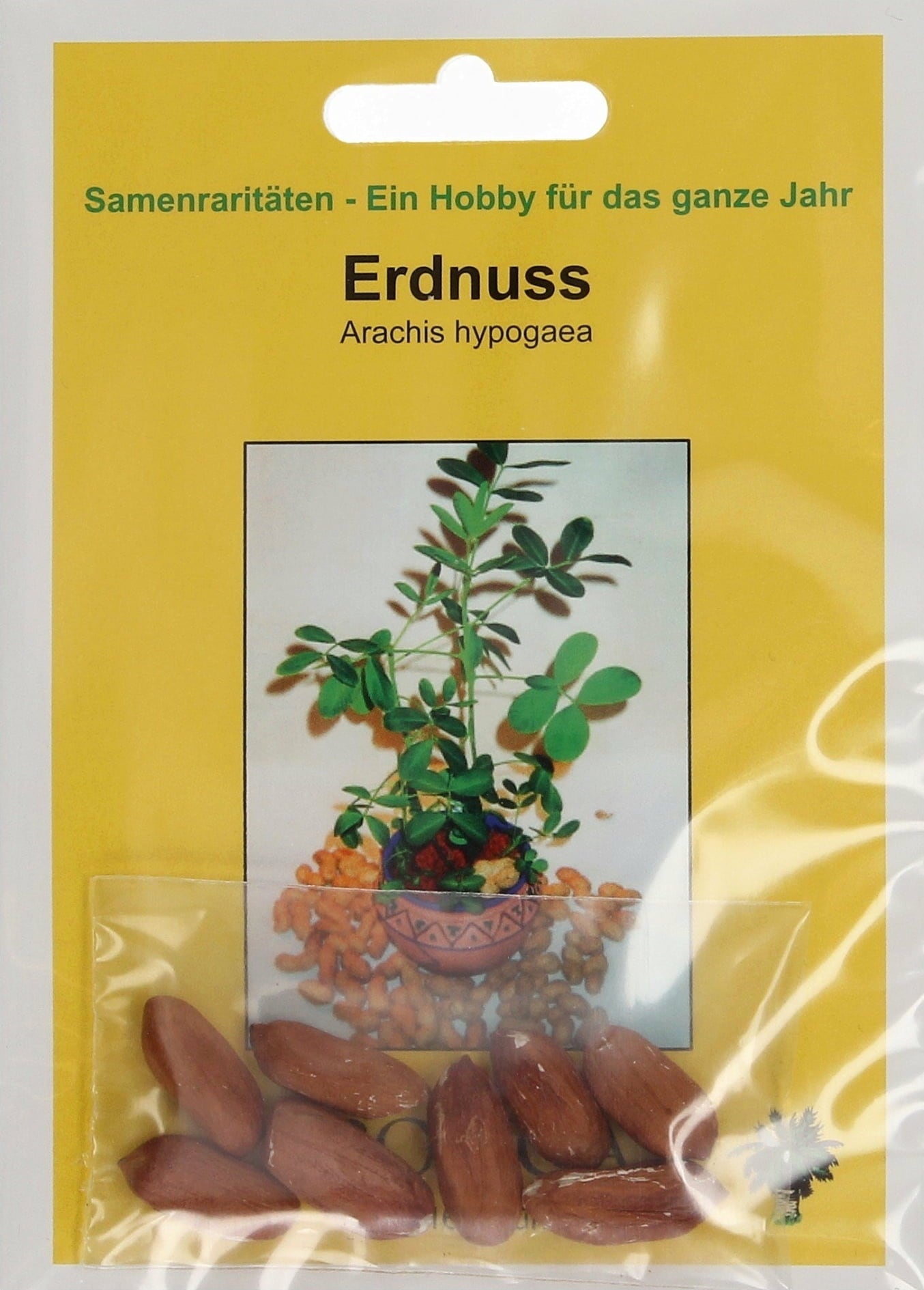 Erdnuss, 8 Körner