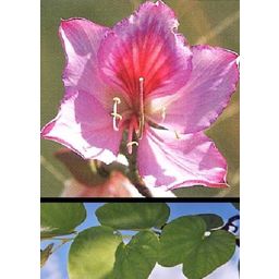 TROPICA Orchideenbaum - 8 Körner
