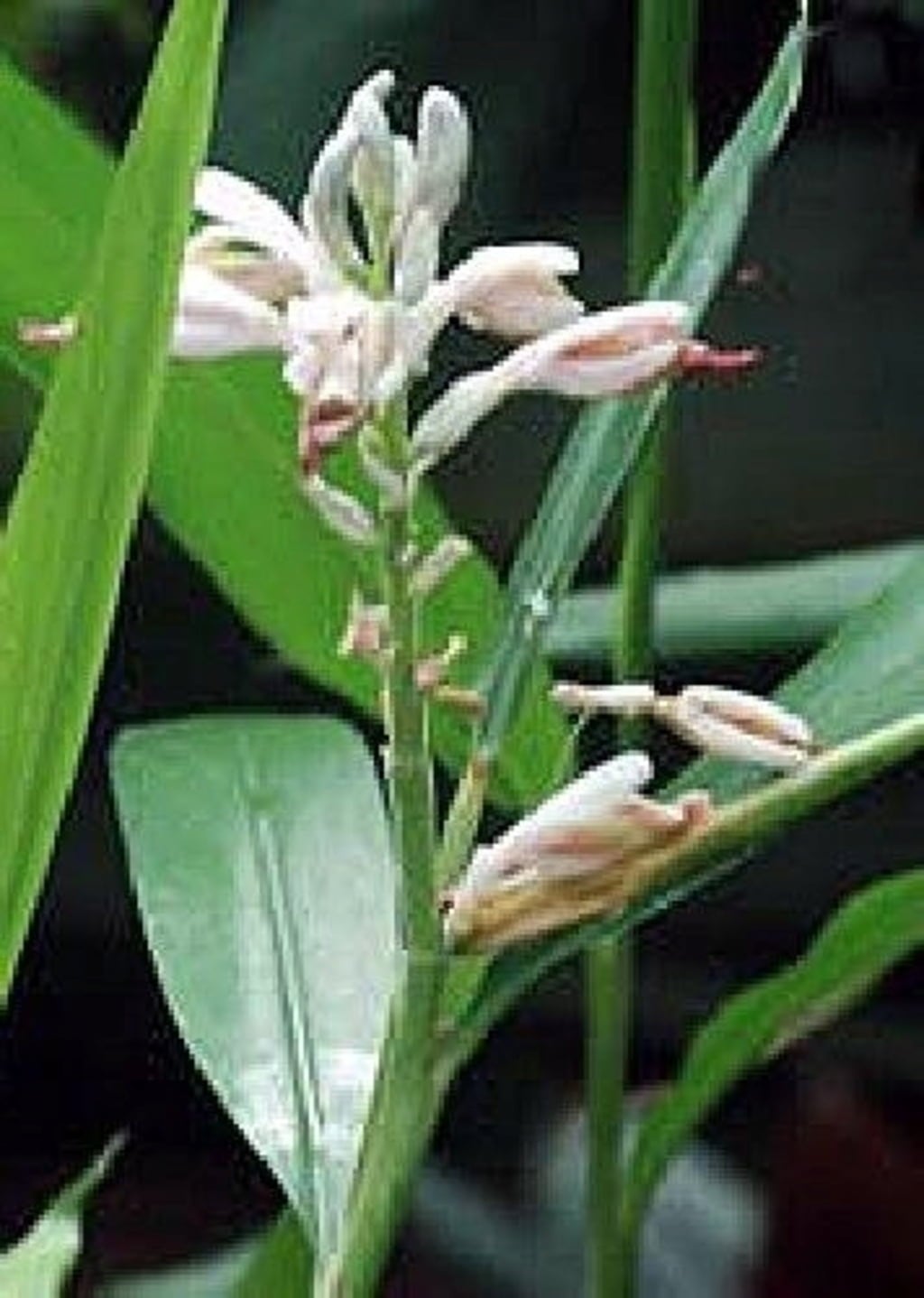 TROPICA Kardamom - 20 Körner