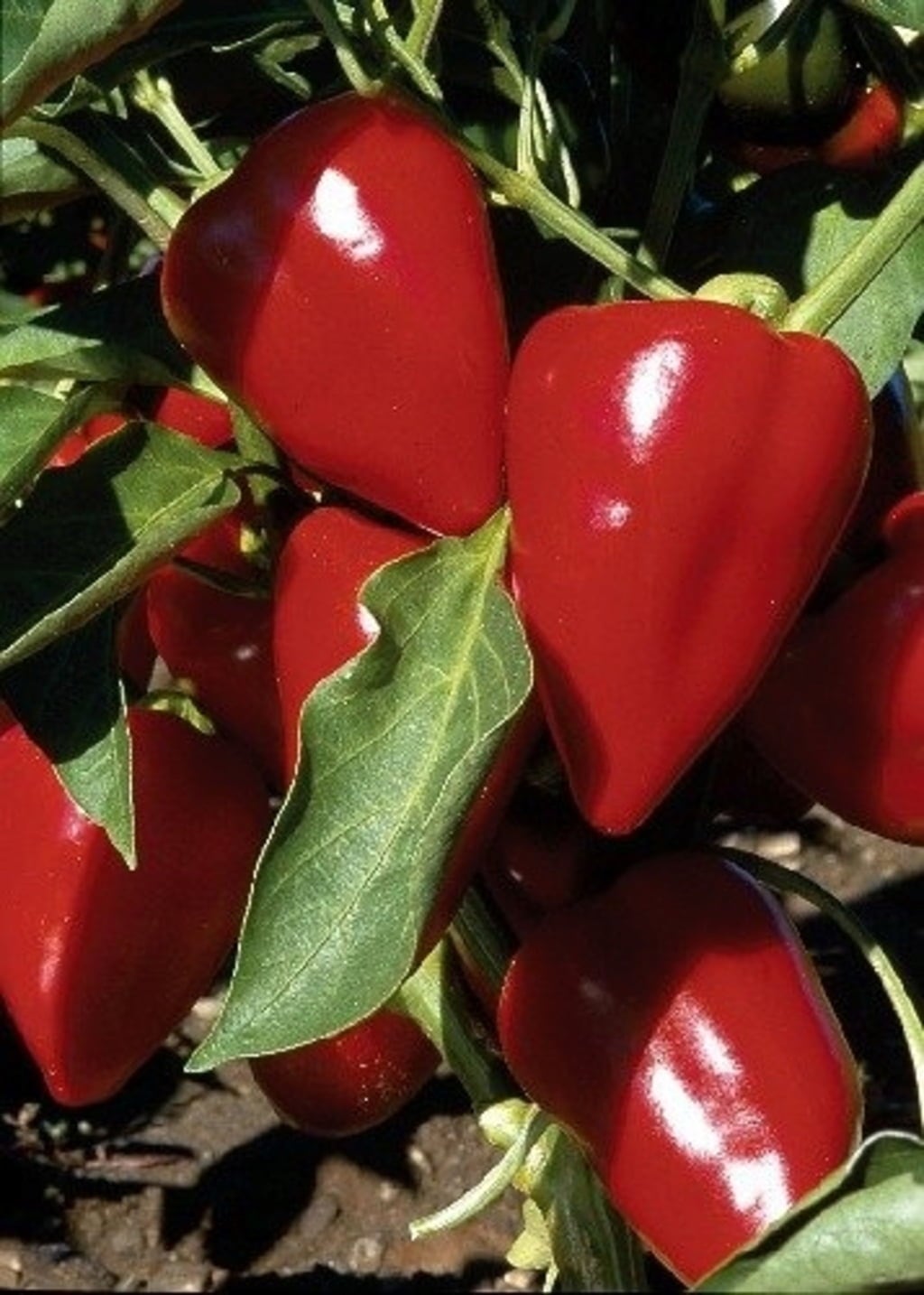 TROPICA Chilli 