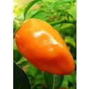 TROPICA Habanero Orange - 10 Körner