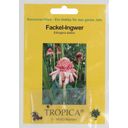 TROPICA Fackel-Ingwer - 10 Körner