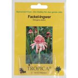 TROPICA Fackel-Ingwer