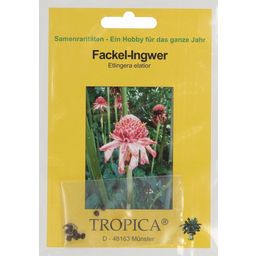 TROPICA Fackel-Ingwer