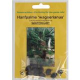 TROPICA Hanfpalme "Wagnerianus"