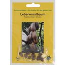 TROPICA Leberwurstbaum - 10 Körner
