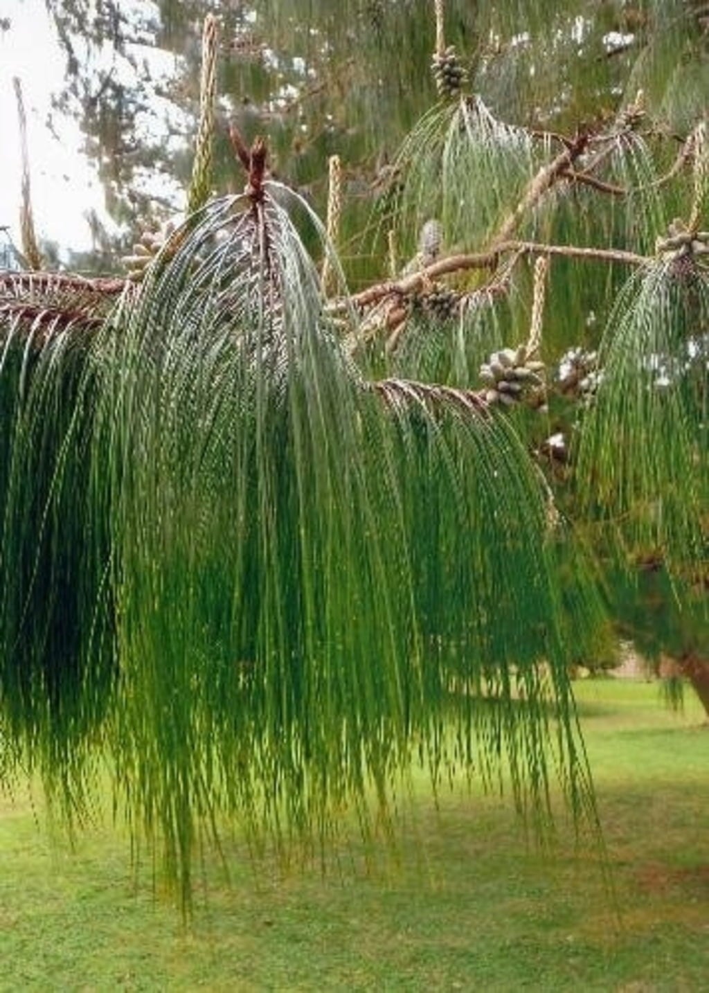 TROPICA Mexikanische Pinie