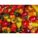 ReinSaat Chili-Mix - 1 Pkg