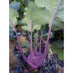 ReinSaat Kohlrabi 