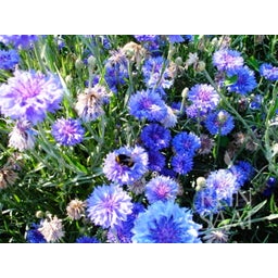 ReinSaat Kornblume ''Blauer Junge'' - 1 Pkg