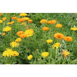 ReinSaat Ringelblume ''Calendula officinalis'' - 1 Pkg