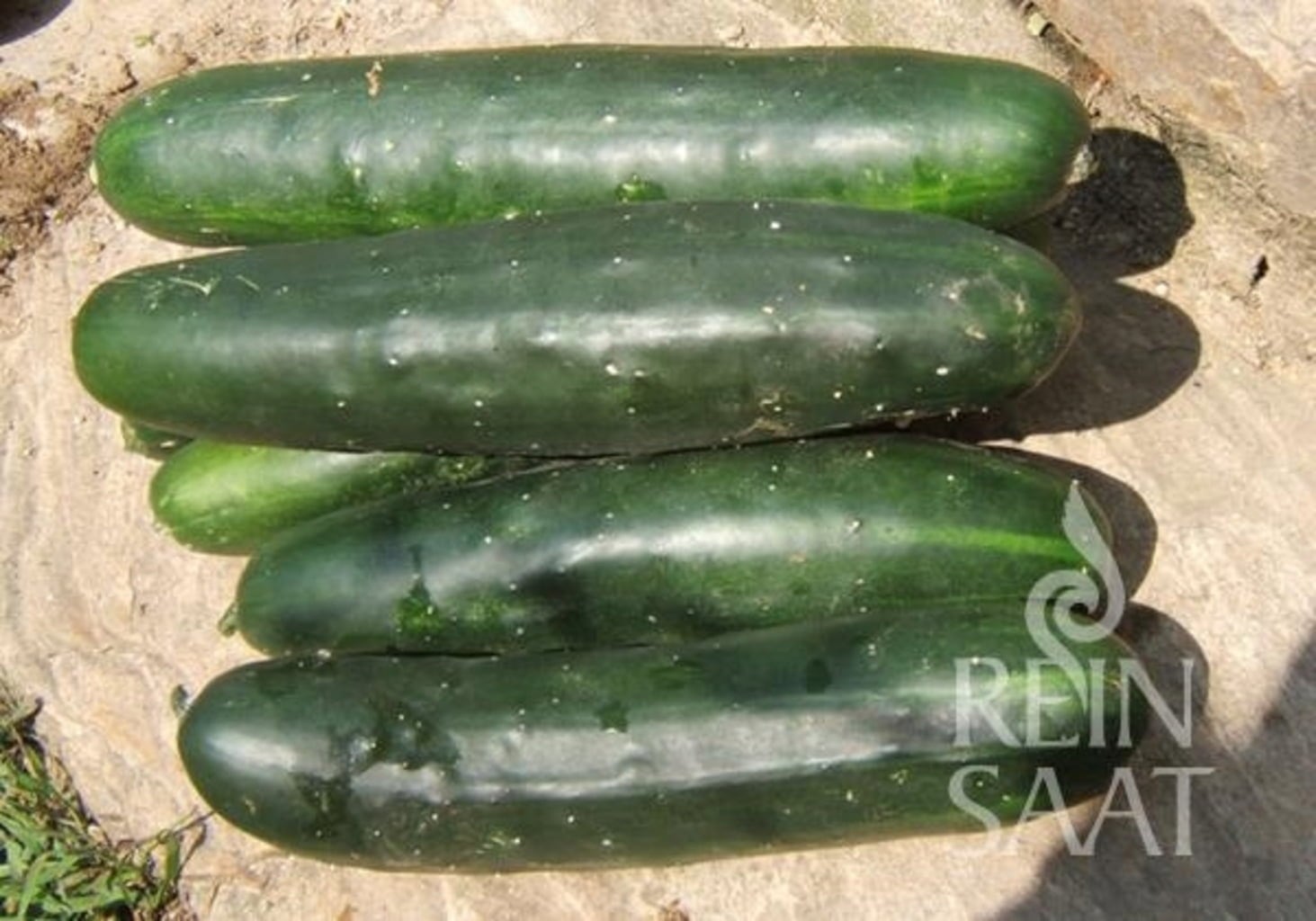 ReinSaat Freilandgurke ''Marketmore'' - 1 Pkg