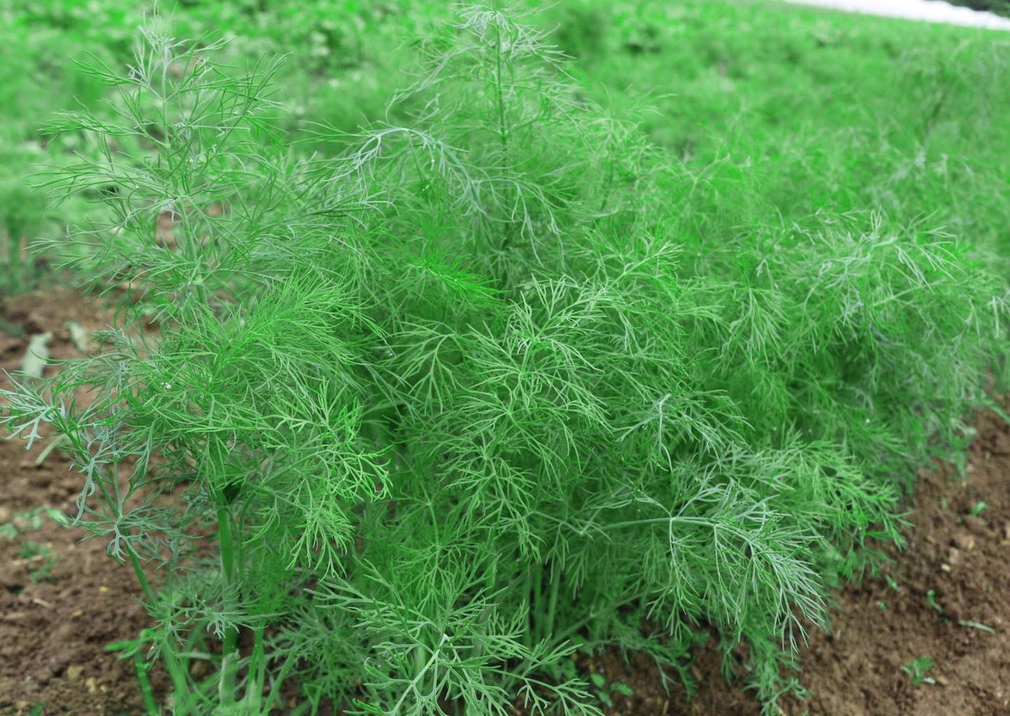 ReinSaat Dill - 1 Pkg