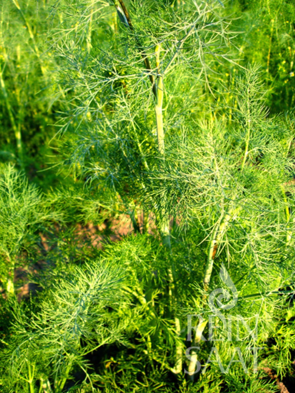 ReinSaat Dill - 1 Pkg