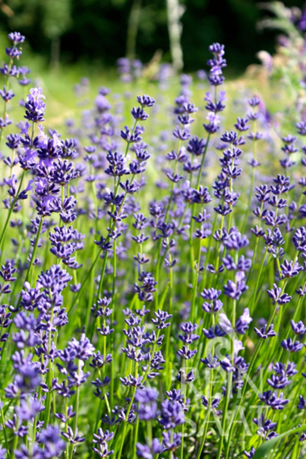 ReinSaat Lavendel - 1 Pkg