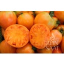 ReinSaat Tomate