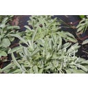 ReinSaat Griechischer Bergtee - 1 Pkg