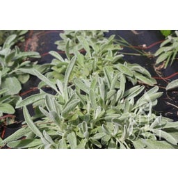 ReinSaat Griechischer Bergtee - 1 Pkg