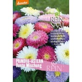ReinSaat Sommerastern-Mischung