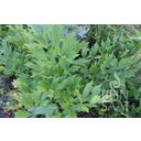 ReinSaat Liebstock - 1 Pkg